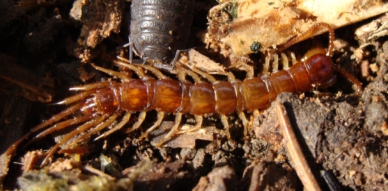 Lithobius sp.