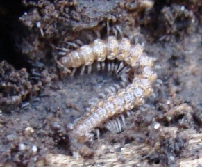 id diplopodi