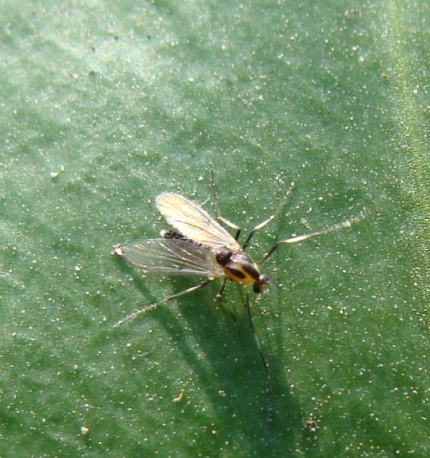 Chironomidae