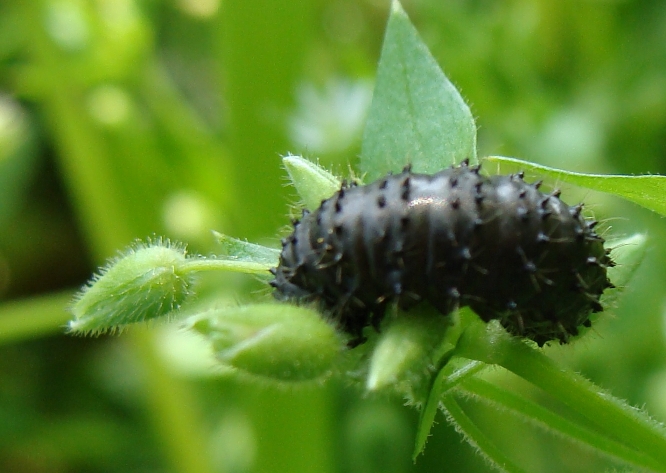 larva di panorpa?