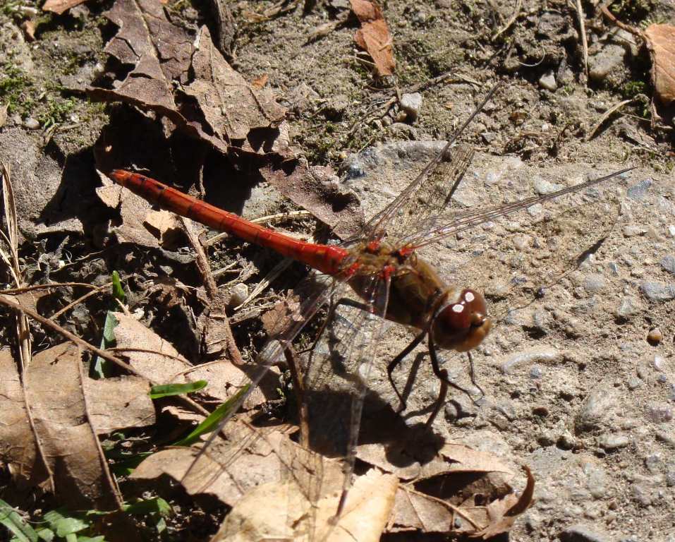 .... un''altra libellula monzese - Sympetrum striolatum