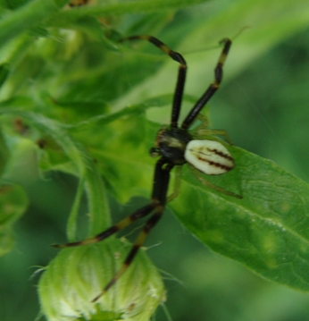 Misumena vatia