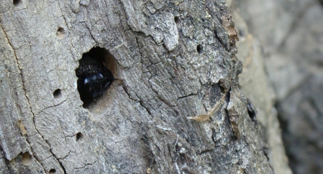 Xylocopa sp. ripresa mentre entra ed esce dal nido