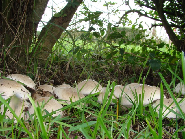 Agaricus