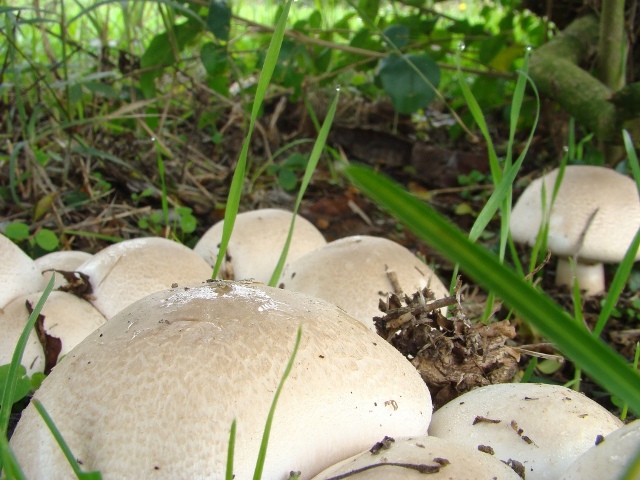 Agaricus