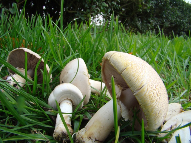 Agaricus