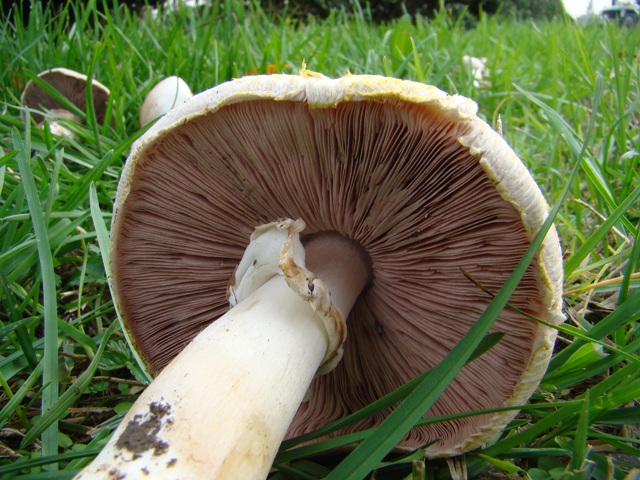 Agaricus