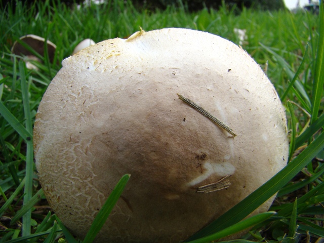 Agaricus