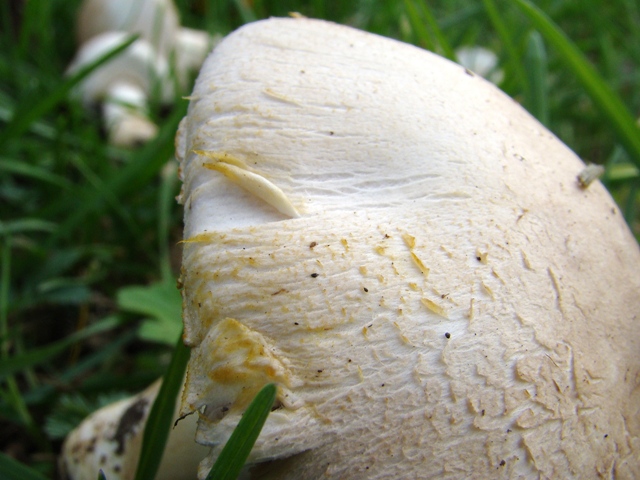 Agaricus