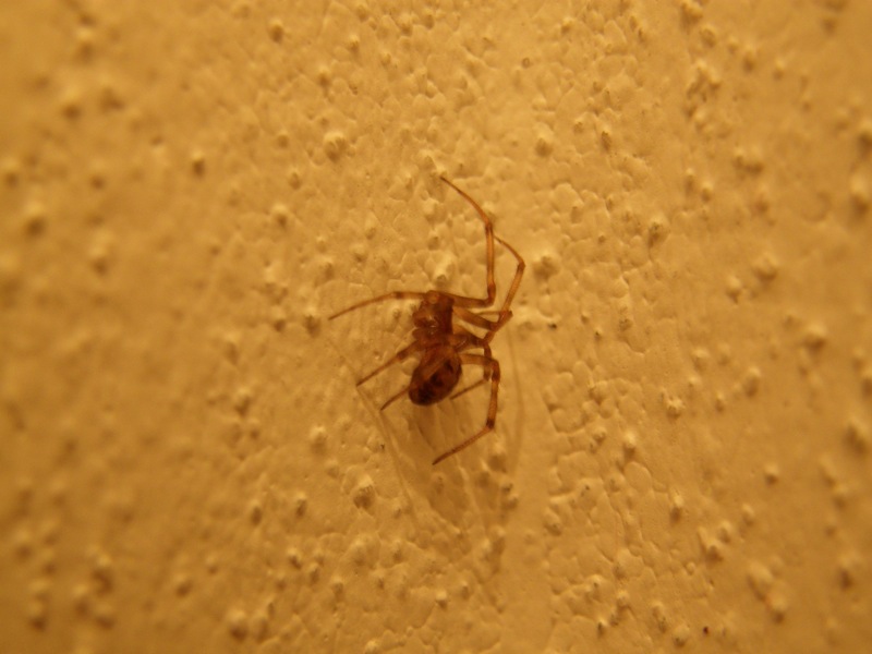 Steatoda triangulosa