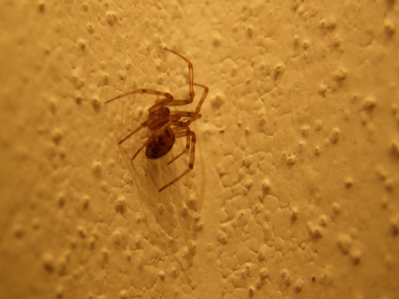 Steatoda triangulosa