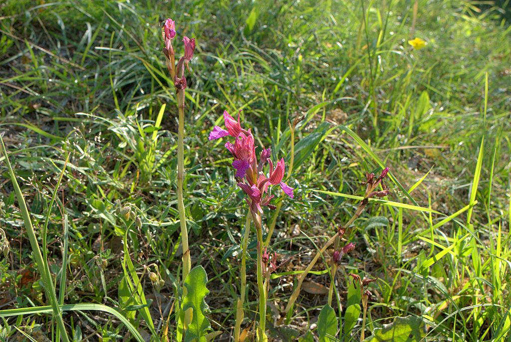 Anacamptis papilionacea?