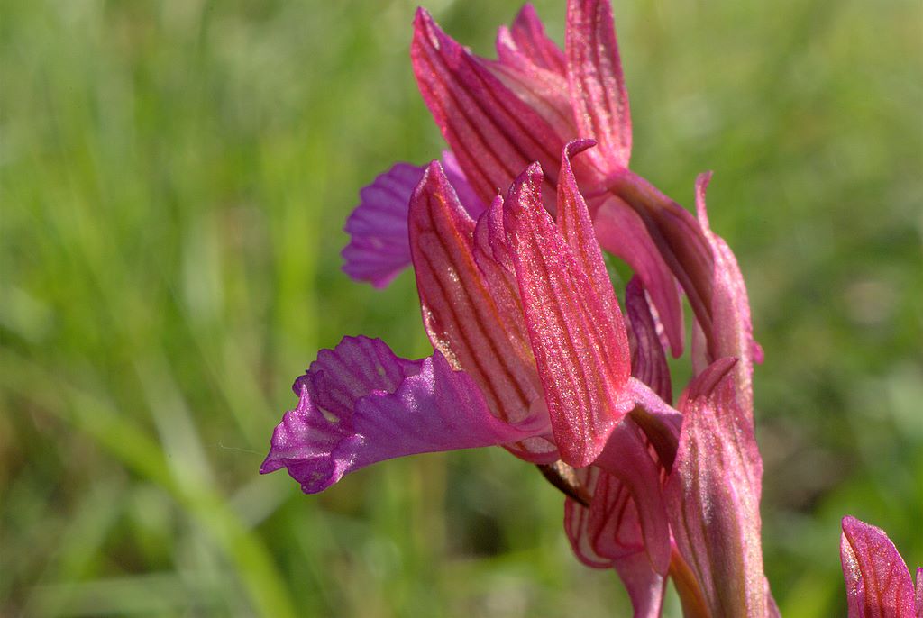 Anacamptis papilionacea?