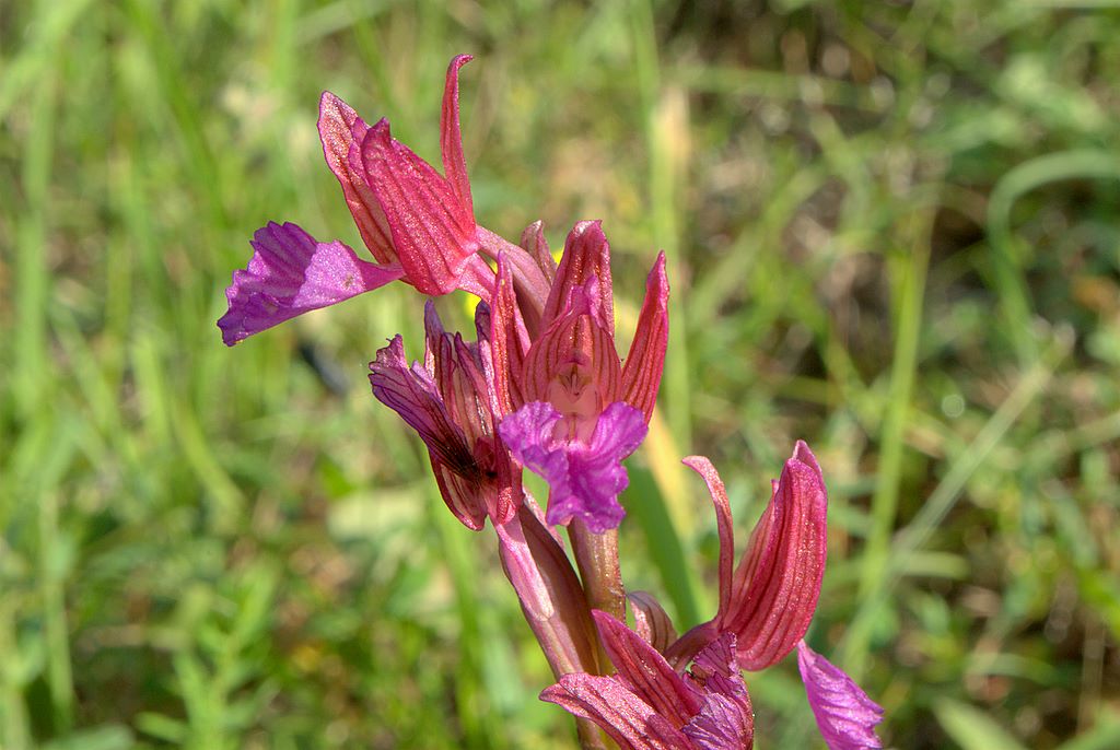 Anacamptis papilionacea?