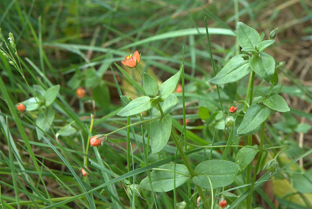 Anagallis arvensis