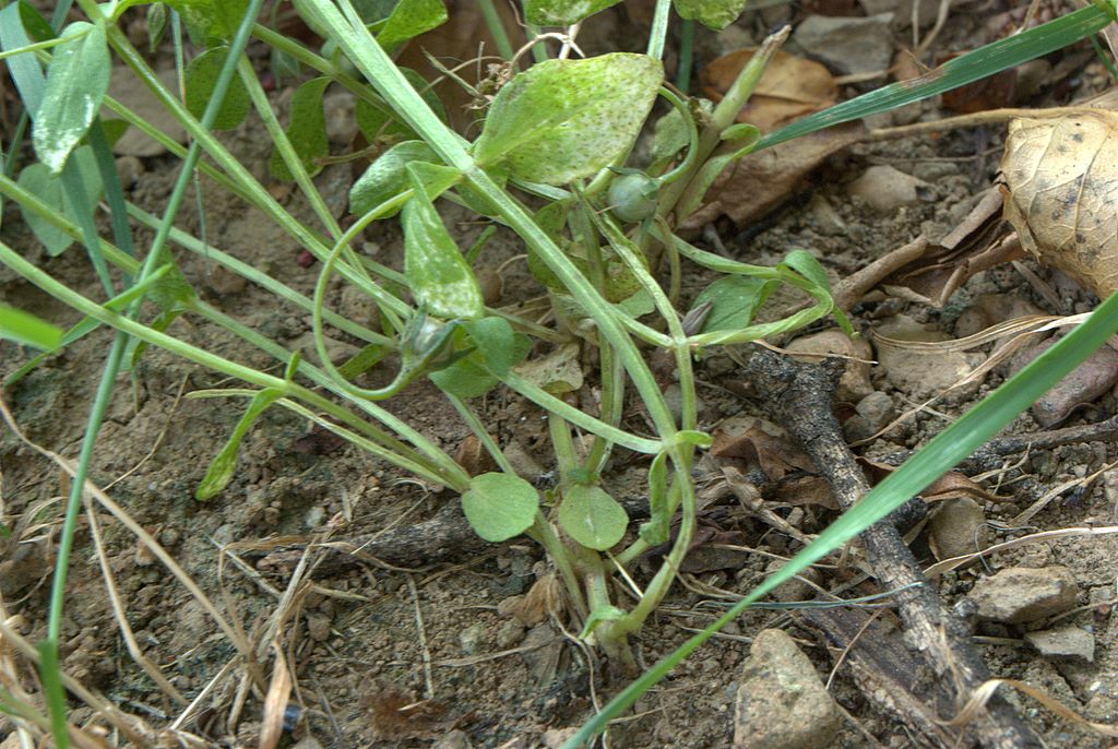 Anagallis arvensis