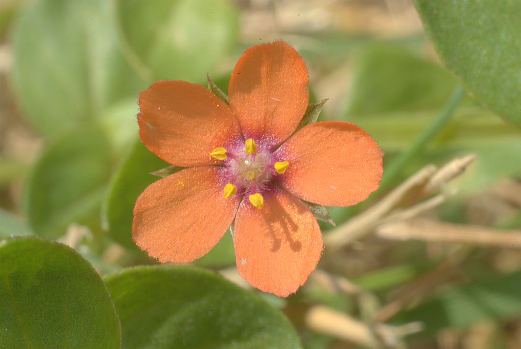 Anagallis arvensis