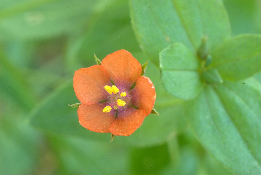 Anagallis arvensis