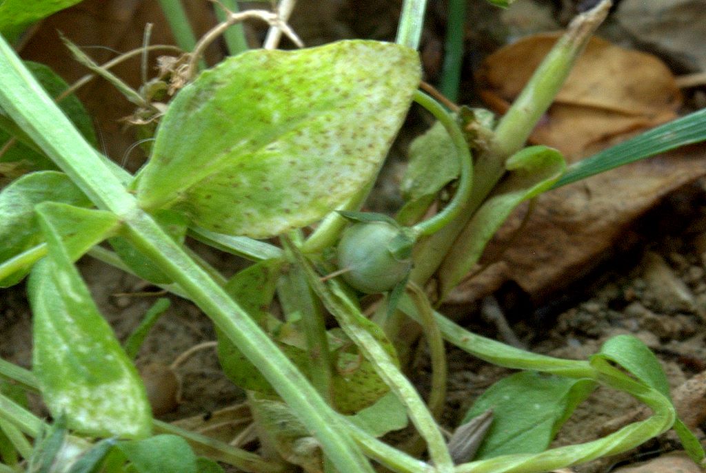 Anagallis arvensis