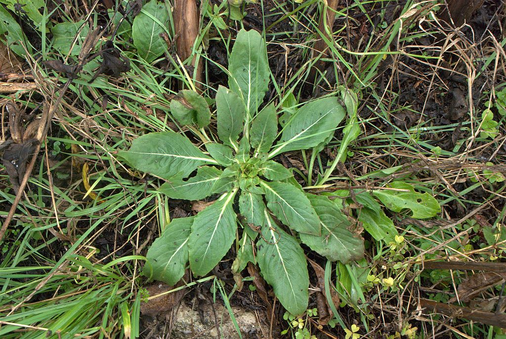 Oenothera biennis / Enagra comune