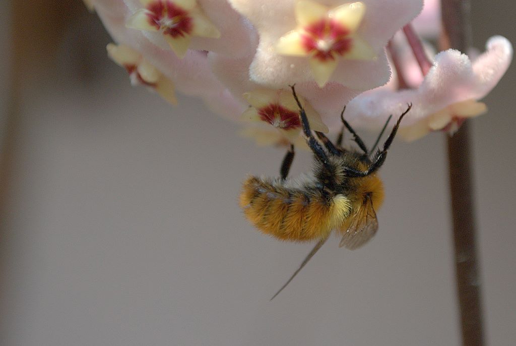 Bombo quale? Probabile Bombus pascuorum