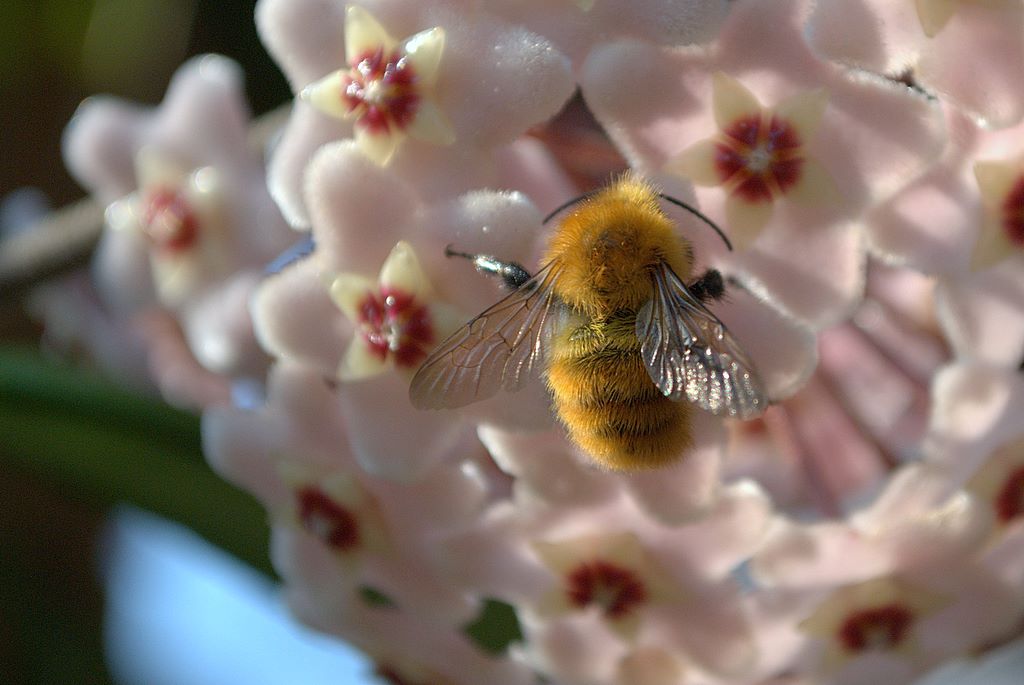 Bombo quale? Probabile Bombus pascuorum