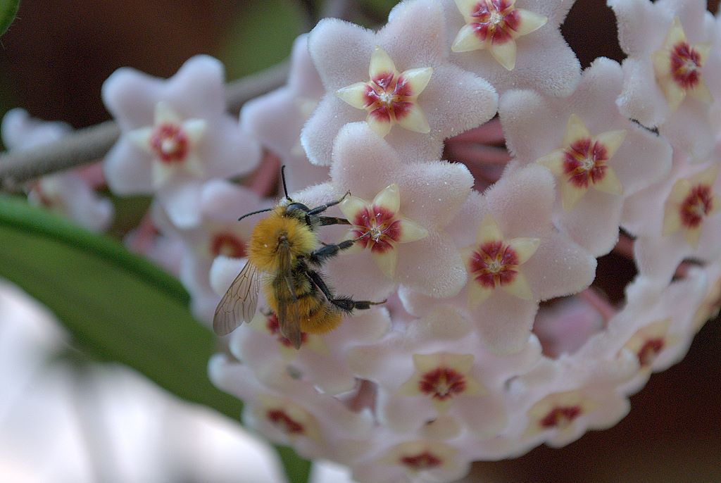 Bombo quale? Probabile Bombus pascuorum