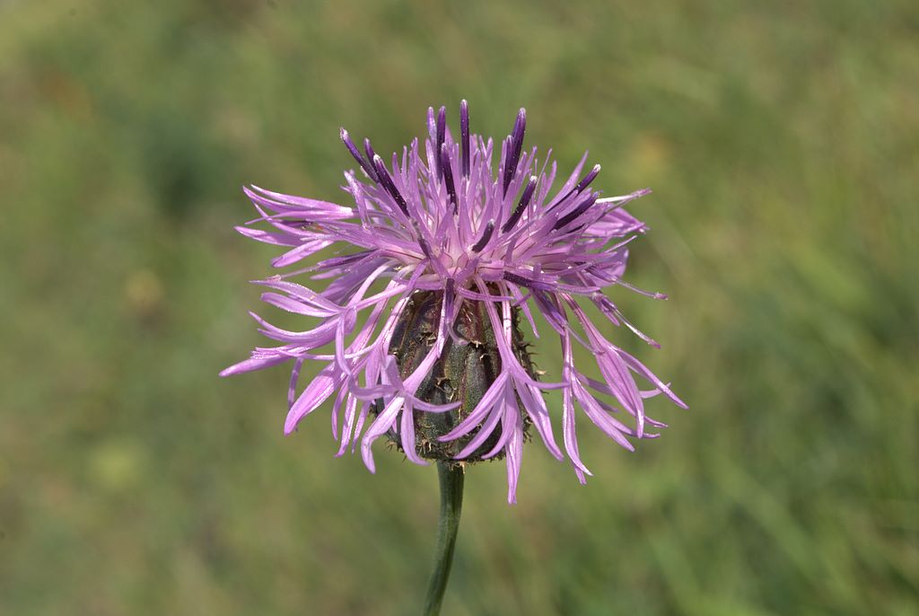 Centaurea scabiosa subsp. scabiosa / Fiordaliso vedovino