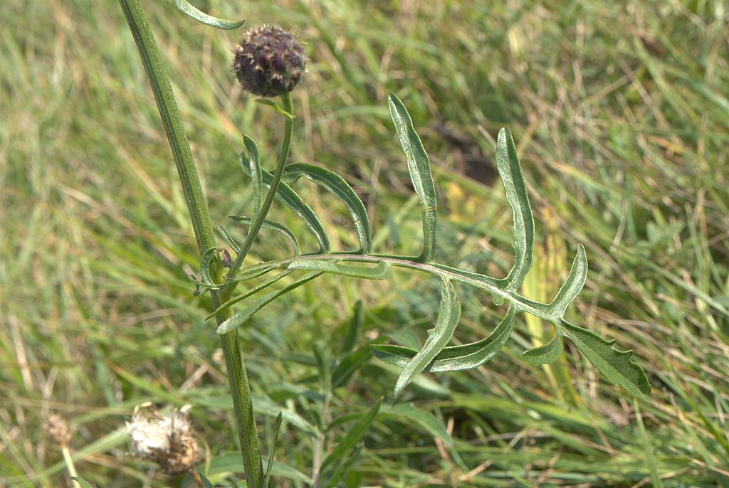 Centaurea scabiosa subsp. scabiosa / Fiordaliso vedovino