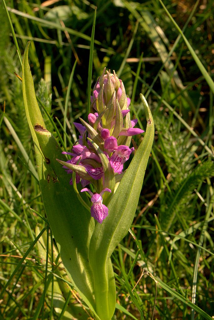 Dactylorhiza incarnata / Orchide palmata