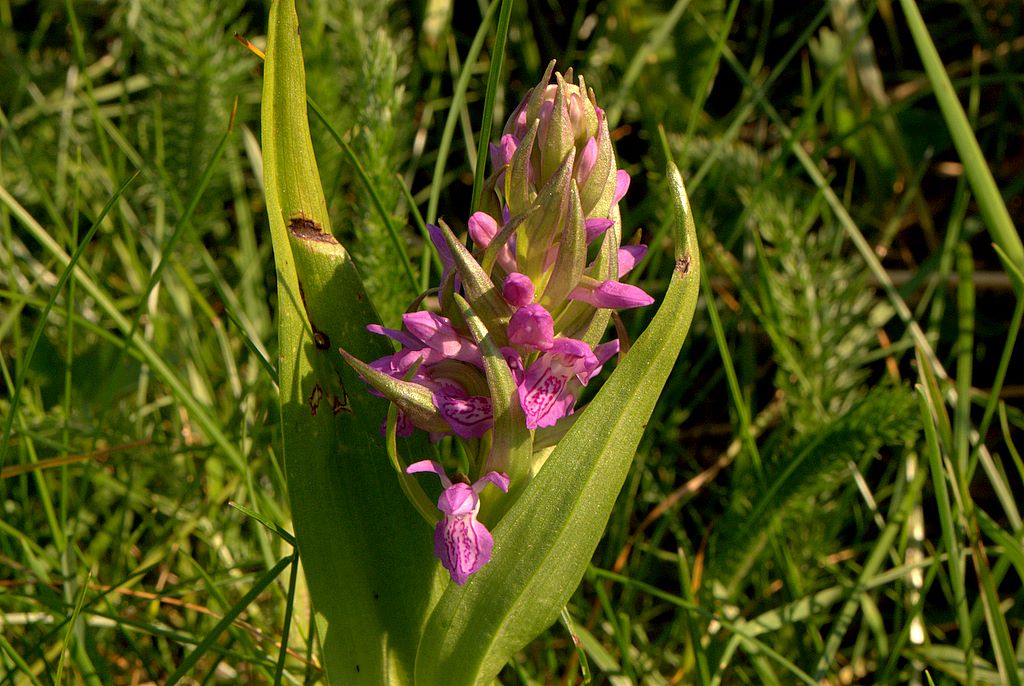 Dactylorhiza incarnata / Orchide palmata