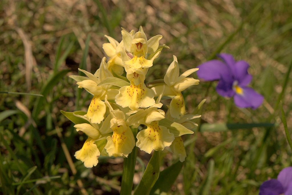 Dacthylorhiza sambucina