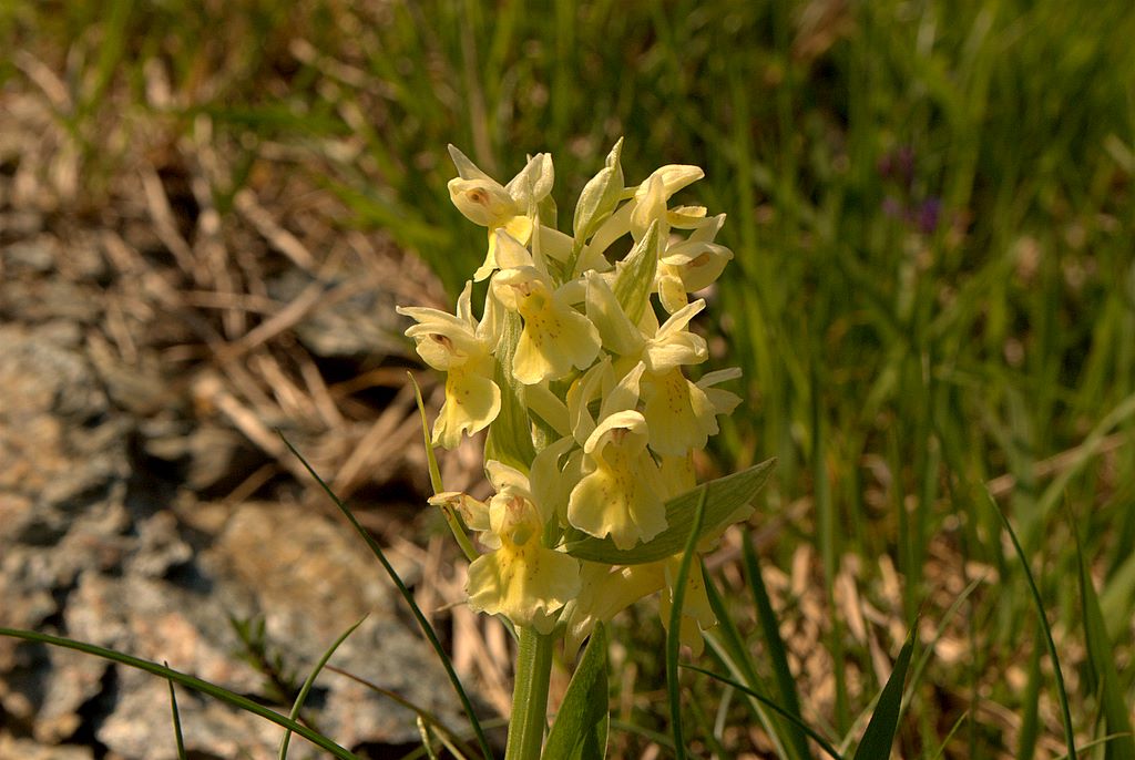 Dacthylorhiza sambucina