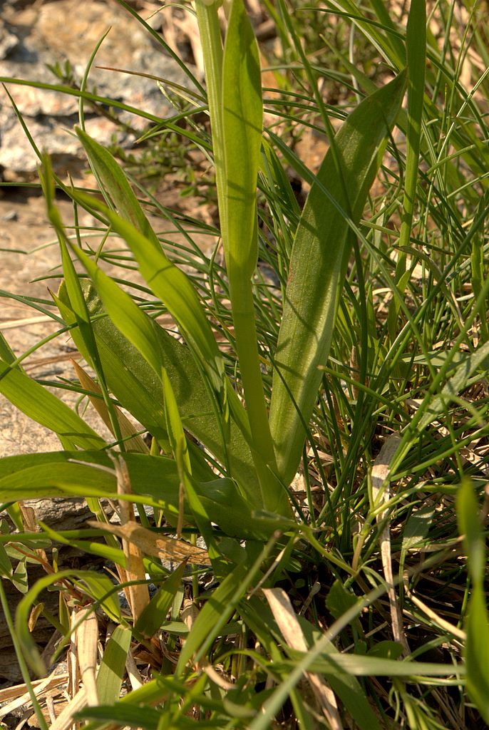 Dacthylorhiza sambucina