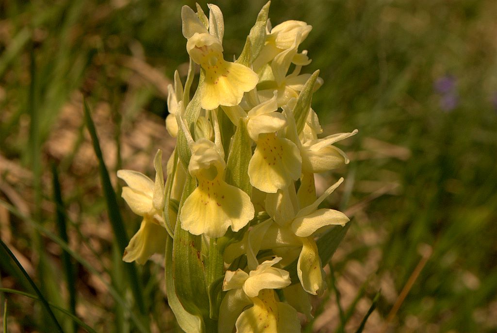 Dacthylorhiza sambucina