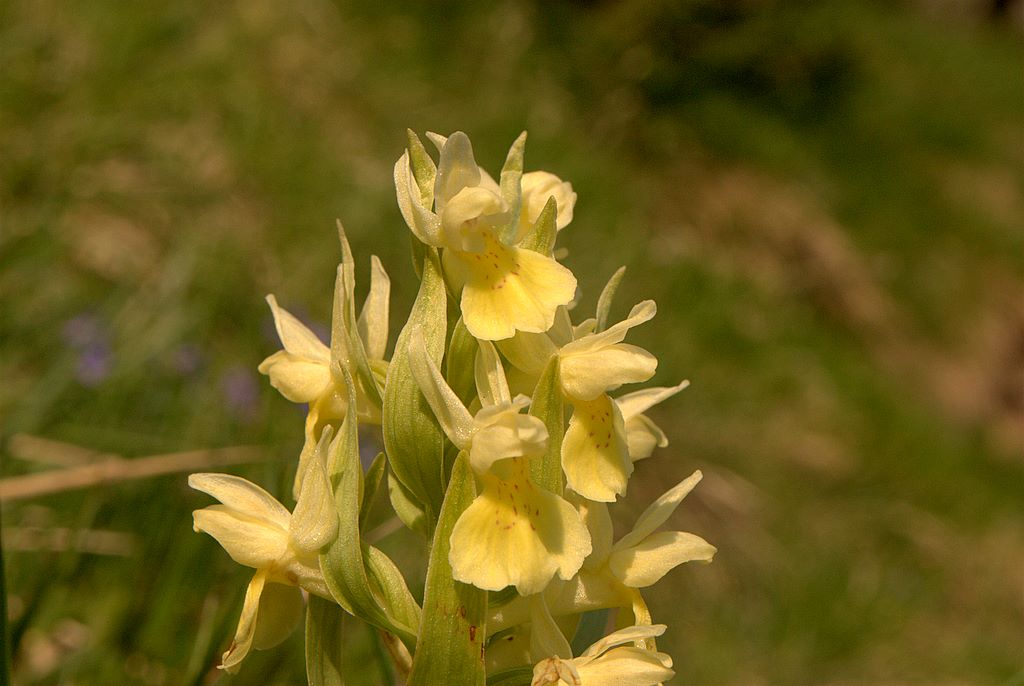 Dacthylorhiza sambucina