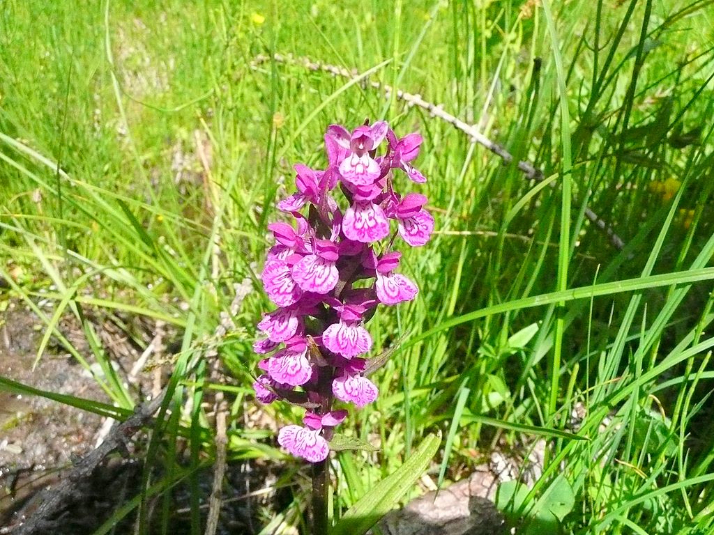 Dacthylorhiza quale?