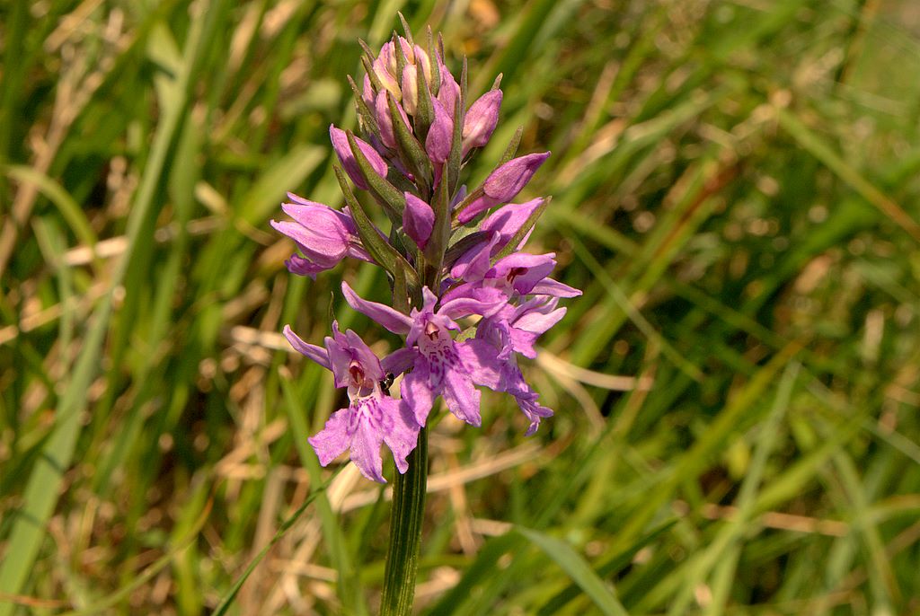 Dacthylorhiza quale