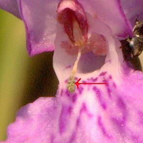 Dacthylorhiza quale