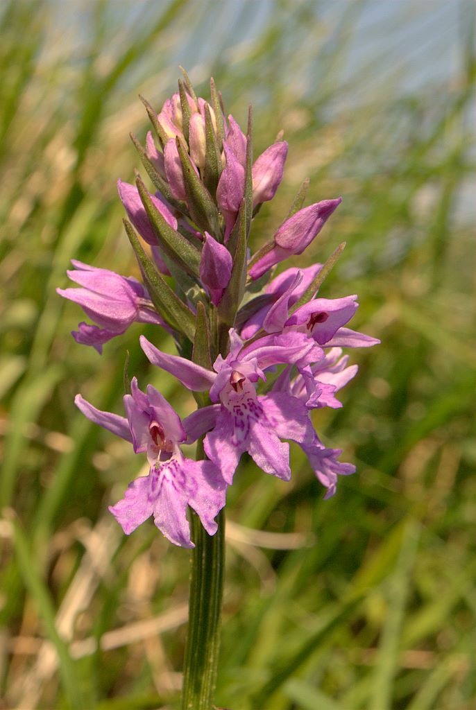 Dacthylorhiza quale