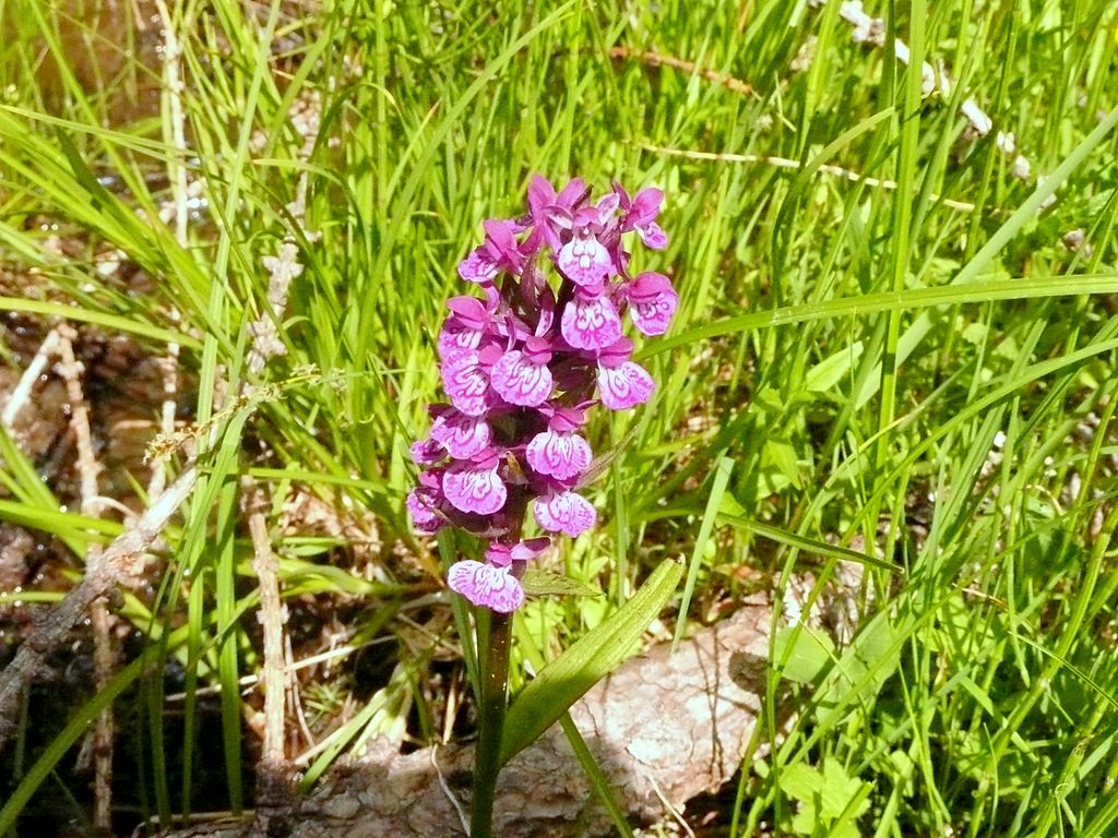 Dacthylorhiza quale?