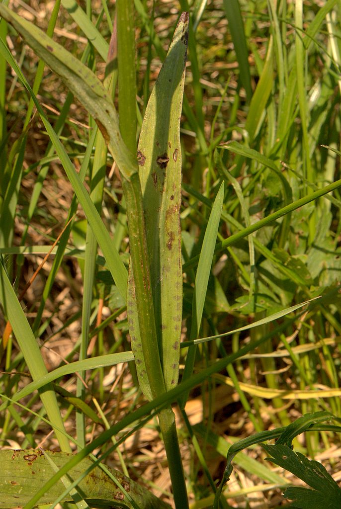 Dacthylorhiza quale