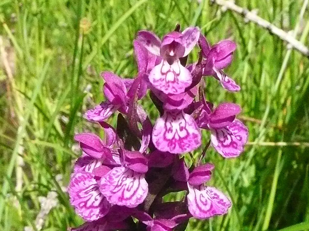 Dacthylorhiza quale?