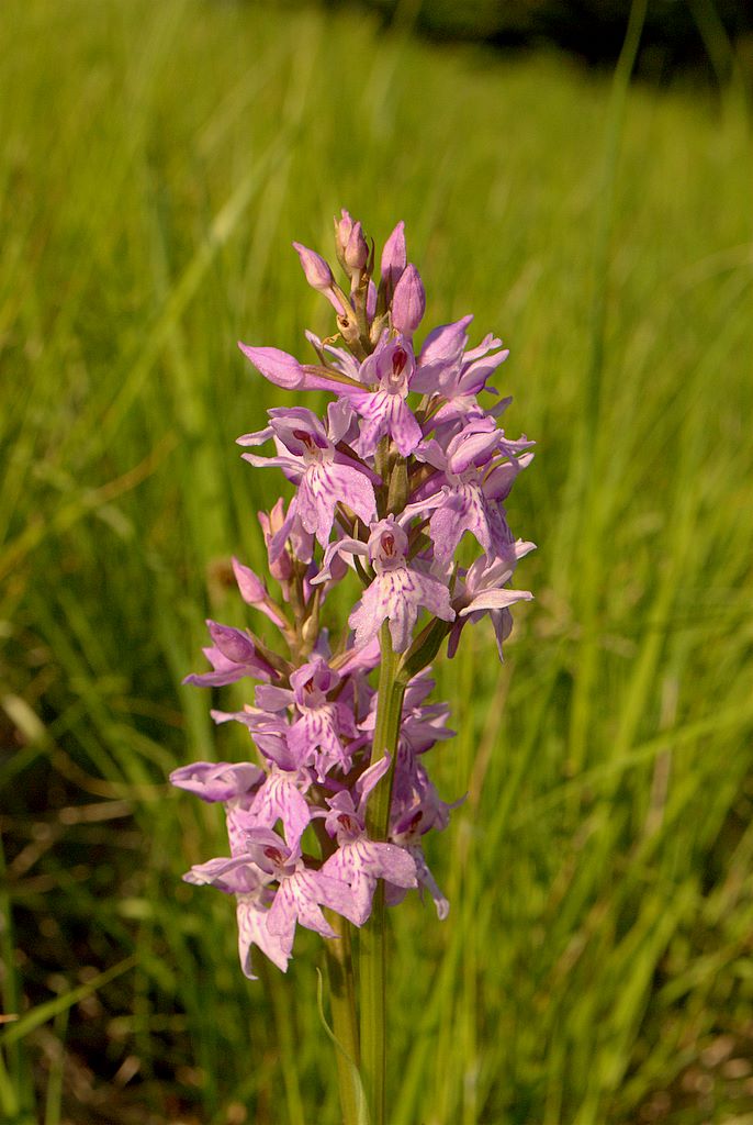 Dacthylorhiza quale