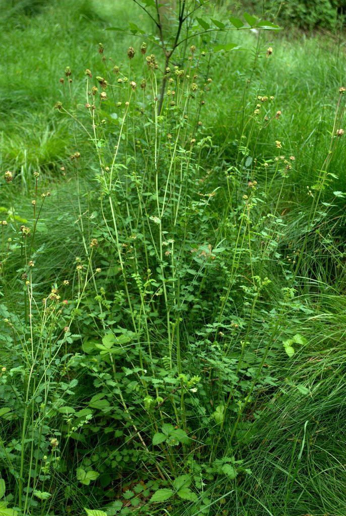 Sanguisorba minor