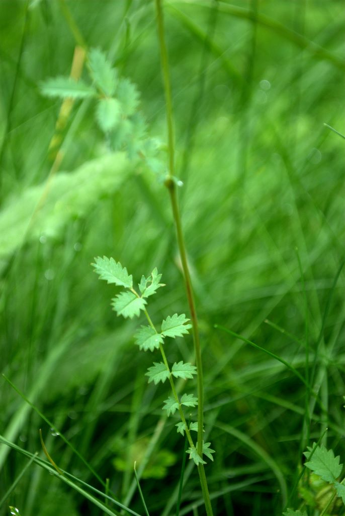 Sanguisorba minor