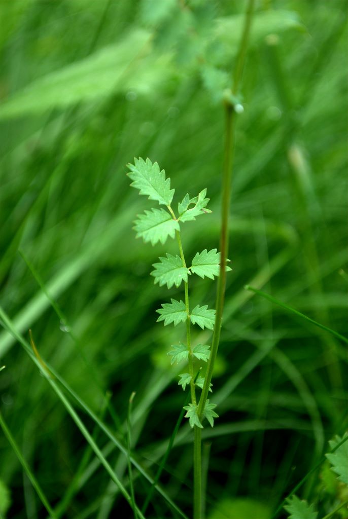 Sanguisorba minor