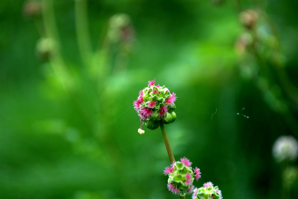 Sanguisorba minor