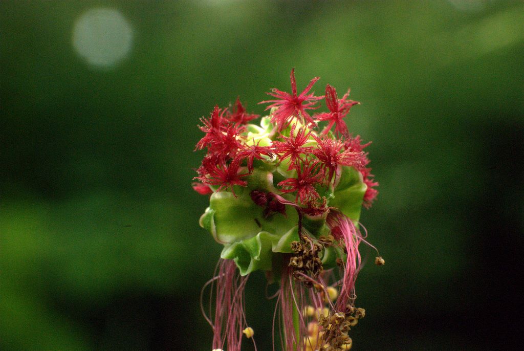 Sanguisorba minor