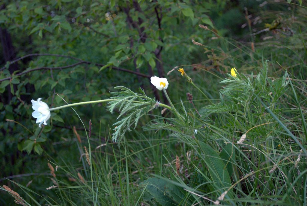 Pulsatilla alpina